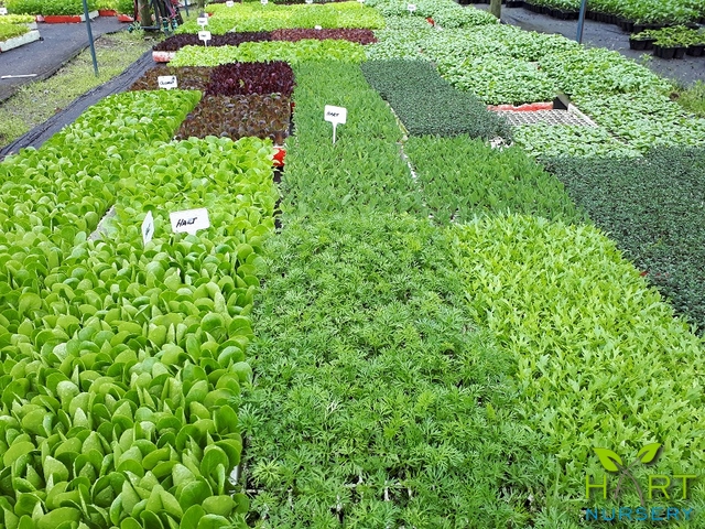vegetable-and-herb-seedlings